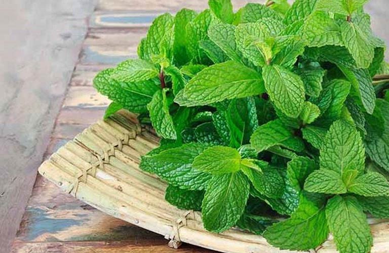 Lá bạc hà có tác dụng thư giãn thần kinh và giảm đau đầu do căng thẳng, cảm cúm