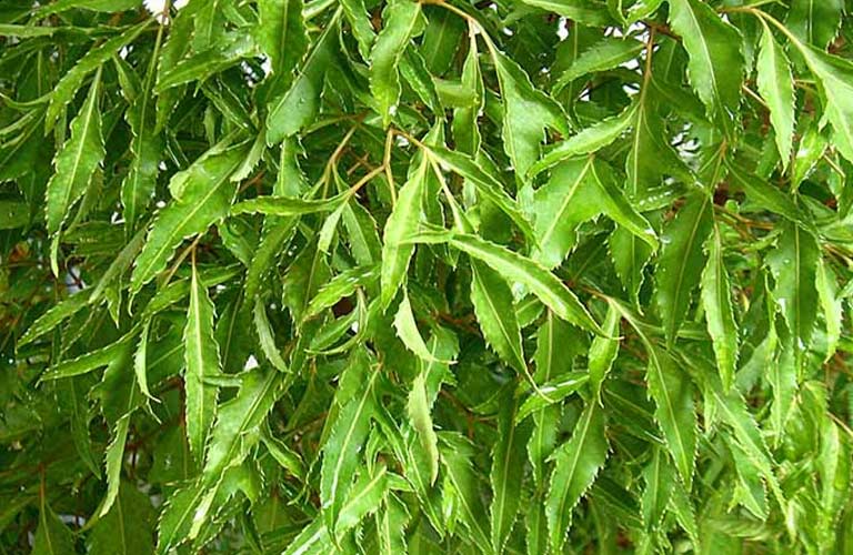 Lá đinh lăng có vị ngọt, hơi đắng, tính mát, đi vào kinh tỳ, can, có tác dụng bổ huyết